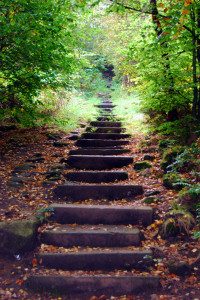 Steps in the Woods