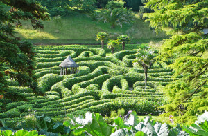 The Maze at Glendurgan